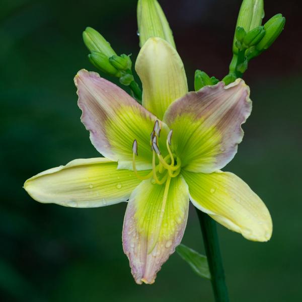 Rhapsody In Green5-29-2018a